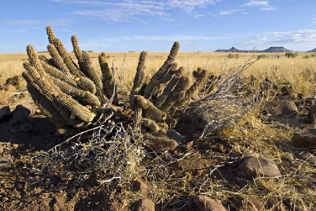 pierderea în greutate cactus pierdere în greutate strânsă
